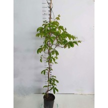 Renk Değiştiren Duvar Sarmaşığı 60-75cm Saksılı/tüplü Peyzaj Bitkisi