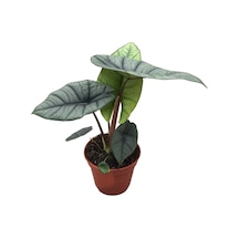 Alocasia 'Platinum' (Fil Kulağı) Ø14 CM Y30-35 CM