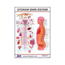 Otonom Sinirlerin İç Organlar Üzerine Etkilerini Gösteren Eğitim