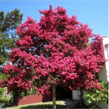 Oya Ağacı Fidanı Pembe Tüplü 30 -40 Cm