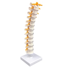 Spinal Sinirli, Gerçek Boyutlu Torakal Omurga Modeli - Omurga Maketi 01