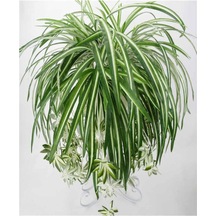 Videolu 1 Adet Kurdela Çiçeği Fidanı 40-60cm Saksılı Ribbon Flower Seedling