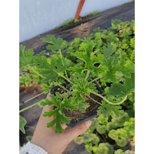 Kokulu Itır Fidesi 1 Adet Saksılı 10-25cm Aromatik Bitki Gül Damlası Çiçeği