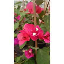 Sarmaşık Begonvil Çiçeği - Mercan Rengi Sarılıcı Begonvil- 40/50 Cm Bougainvillea