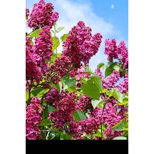 Pembe 1 Adet Leylak Çiçeği Fidanı 80-160cm Saksılı LFlower