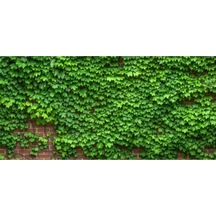Duvar Sarmaşığı Fidanı Tüplü \ 40-60 Cm