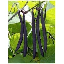 200 Adet Tohum Nadir Etiyopya Organik Siyah Fasülye Fasulye Tohum