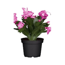 Videolu 1 Adet Pembe Yılbaşı Çiçeği Fidanı 20-40cm Saksılı