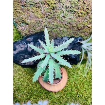 Folium Aşkın Gözyaşı Bitkisi Mother Of Thousands 10-20 Cm