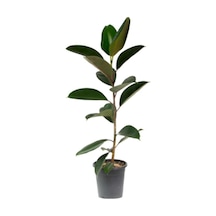 Ficus Elastika - Kauçuk Bitkisi 100 Cm Tek Kök