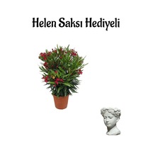 Kırmızı Renk Bodur Zakkum Fidanı Sevgilier Gününe Özel Hlen Saksı Hediyeli