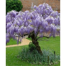 Videolu Bol Çiçekli 1 Adet Mor Salkım Fidanı 20-50cm Saksılı\tüplü Wisteria Sapling