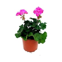 Sardunya Çiçeği Açık Pembe 10-20 Cm