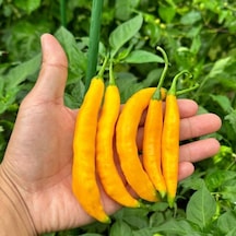 Nadir Ata Tohumları Zehir Gibi Acı Çok Acı Aji Guyana Chili Biber Tohumu 10 Tohum