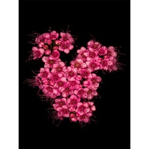 Videolu Pembe Ispirya Keçi Sakalı Çiçeği Fidanı 40-60 Cm Saksılı Çiçekli Bodur Ispirya Spiraea