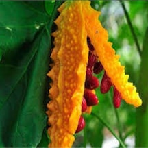 Eko Paket 15 Adet Tohum Nadir Kudret Narı Tohumu Cennet Meyvesi Tohumu