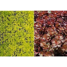 Sarı Kırmızı Sedum 10 Adet - Yer Örtücü Çok Yıllık Bitki