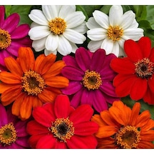 Zinnia Çiçeği Tohumu Mini Çiçekli, Kirli Hanım Karışık Renkli 5 Tohum