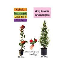 Mis Kokulu Arap Yasemini+turuncu Begonvil+mini Gül 3'lü Bahçe Seti