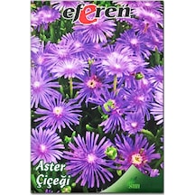 Aster Çiçeği Tohumu