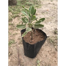 Ada Çayı Fidanı Tüplü 1 Adet 15-25 Cm