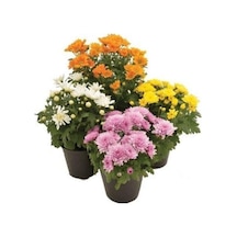 Kasımpatı Set Chrysanthemum 4 Adet Pembe Sarı Turuncu Beyaz