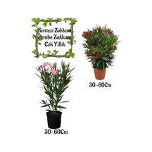 Kırmızı Zakkum Çiçeği 1 Adet+ Pembe Zakkum Çiçeği 1 Adet Saksılı Bahçe Seti