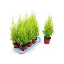 Limon Servi Bonzai Ağacı Tohumu Ekim Seti 5 Tohum +Saksı