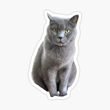 British Shorthair Kedi Araba Oto Sticker Etiket 17Cm Z4