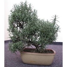 Ayrex Biberiye Bonsai Ağacı 10 Tohum Saksı Toprak Seti