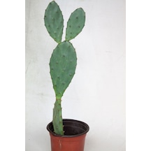 Hint İnciri Kaktüs Tekli 8,0 Cm Saksıda