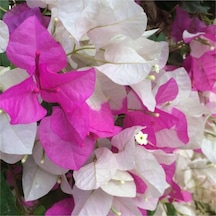 Begonvil Çift Renk Beyaz - Pembe 50 - 70 Cm Bougainvillea