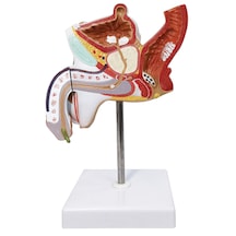 Erkek Ürogenital Sistemi Patoloji Modeli, Gerçek Boyut, 2 Parçalı - Erkek Genital Organ Modeli 01