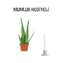 Dolgun Formlu Aleo Vera Bitkisi Mumluk Hediyeli Sevgiler Gününe Özel Hediyeli Bitki