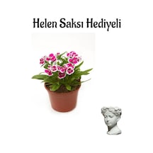 Pembe Çin Karanfili Çiçeği Sevgililer Gününe Özel Helen Saksı