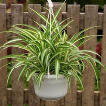 Kurdele Çiçeği Chlorophytum Comosum 10 Adet