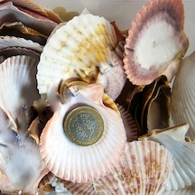 Argopecten Small Kiloluk Deniz Kabuğu 1 Kg