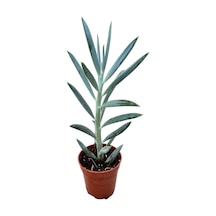 Senecio Serpens 'Blue Chalksticks' (Sukulent) Ø5,5 CM Y0-10 CM