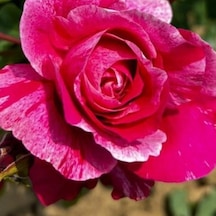 Tüplü Nadir Fleurette Sarmaşık Kordes Yediveren Sarmaşık Gül Fidanı