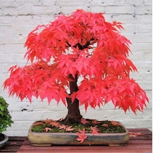 Bodur Bonsai Acer Rubrum Ağacı Tohumu Ekim Seti + Saksı + Toprak