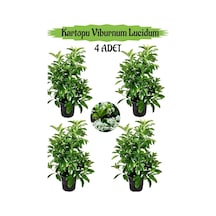 Kartopu Viburnum Lucidum 4 Adet 80-100 Cm Saksılı Dış Mekan Bahçe Peyzaj Çit Bitkisi