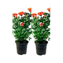 Videolu Koyu Somon Rengi Gül Fidanı Aşılı Saksılı 2 Adet 50-70cm Dış Mekan Salmon Roses