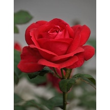 Videolu Canlı Kırmızı Gül Fidanı 10-15 Cm Saksılı/tüplü Yoğun Kokulu Aşılı Gül Red Rose