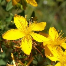 Sarı Kantaron Otu Tohumu 10 Tohumu+Saksı+Toprak+ Tohum