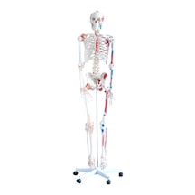 İnsan İskeleti Modeli 180Cm Kaslar Bağlar Ligamentli Tekerlekli