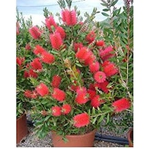 Fırça Çalısı Callistemon 3 Adet