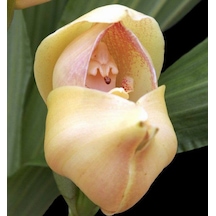 10 Adet Krem KBebek Orkide Çiçeği Tohum + 10 Adet Tohum