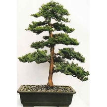 Hinoki Çam Bonsai Ağacı Tohumu-10 Adet