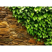 Hedera Helix Orman Sarmaşığı 100-150 Cm 20 Adet