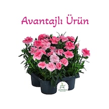 Avantajlı Ürün 4 Adet Saksılı Pembe Renk Karanfil Çiçeği 15-25cm Pink Dianthus